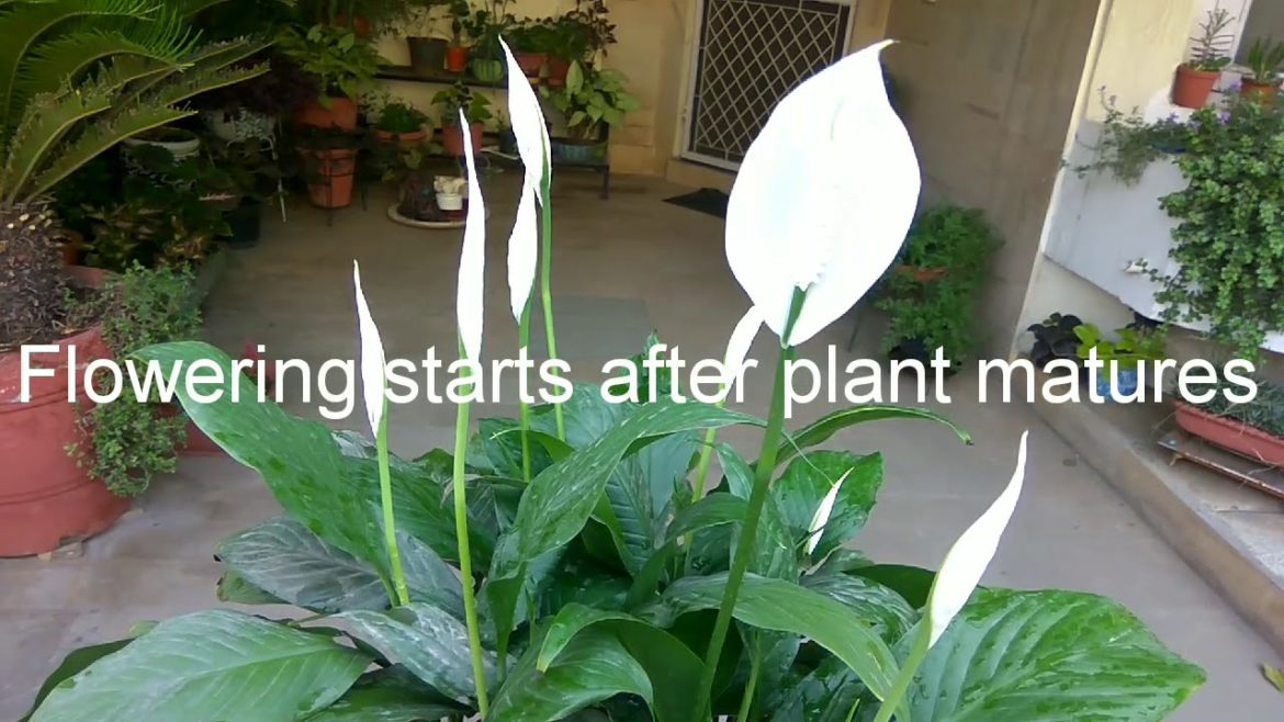 Peace Lily air purifier plant recommend by NASA - Mita Bishnoi Garden tips