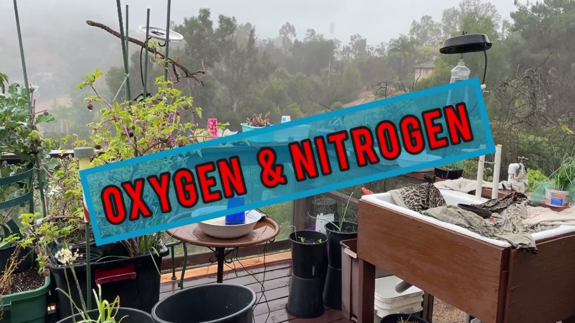 Deck Garden Rain so Plans Change / Happy Chaos for Container Gardening on Balcony Growing Vegetables