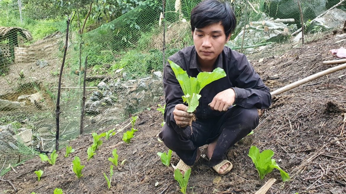 Build a Farm Alone, Vegetable Gardening | Triệu Văn Tính Build a Farm Alone, Vegetable Gardening | Triệu Văn Tính