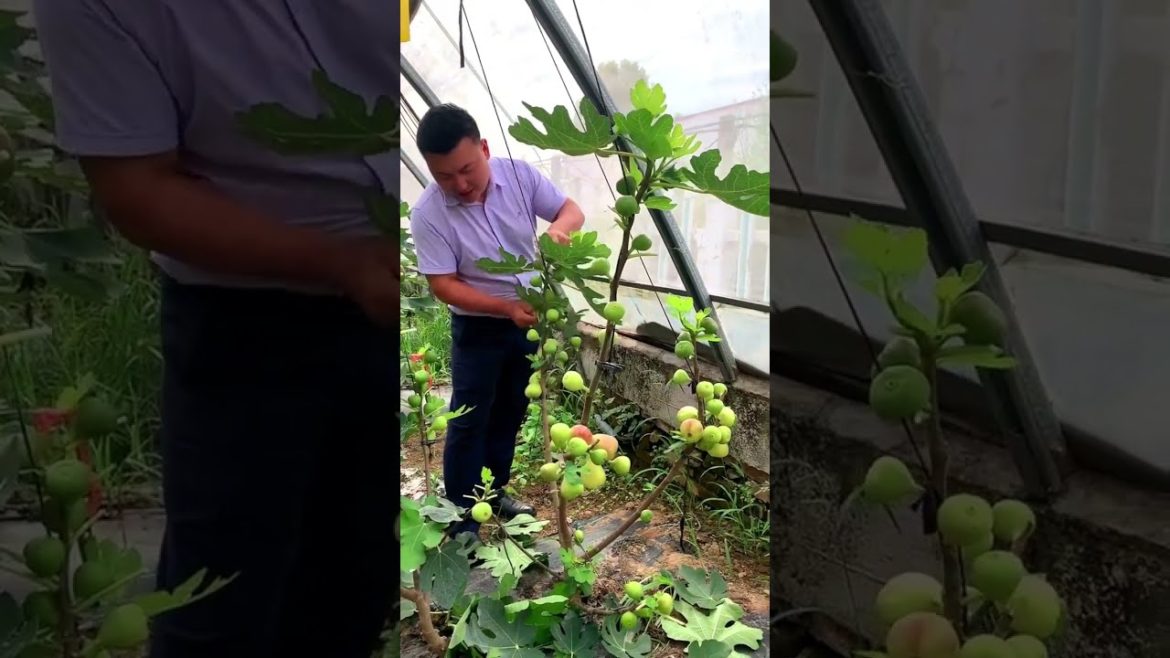 Fig fruit tips #shorts #fruit