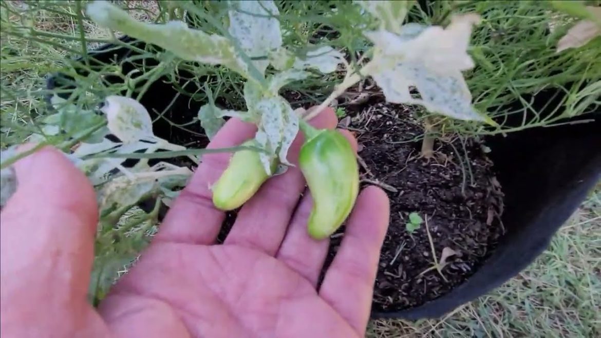 A Look At A Mattapeno Pepper Plant – Variegated Jalapeno Pepper A Look At A Mattapeno Pepper Plant - Variegated Jalapeno Pepper