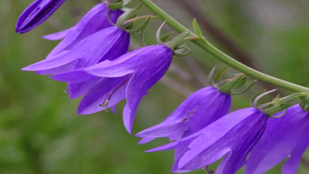 Gardening Tips : How to Grow Bellflower (Campanula)