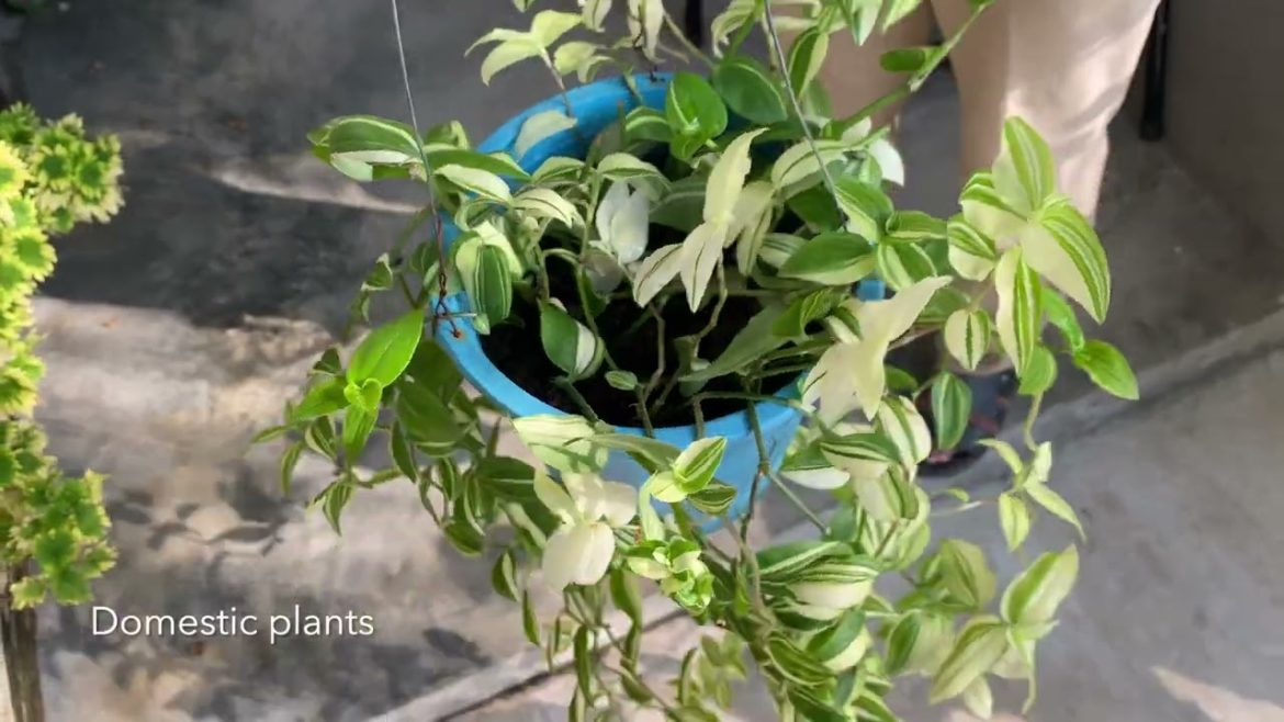 How to Grow Wandering Jew Plant How to Grow Wandering Jew Plant