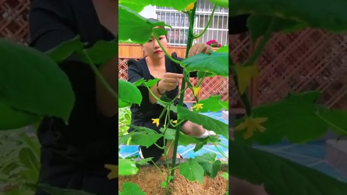 Garden good indoor vegetable #shorts #gardener #fruit #fyp #funny #harvest #Satisfying Garden good indoor vegetable #shorts #gardener #fruit #fyp #funny #harvest #Satisfying