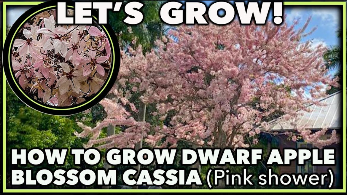 PINK SHOWER TREE PINK SHOWER TREE