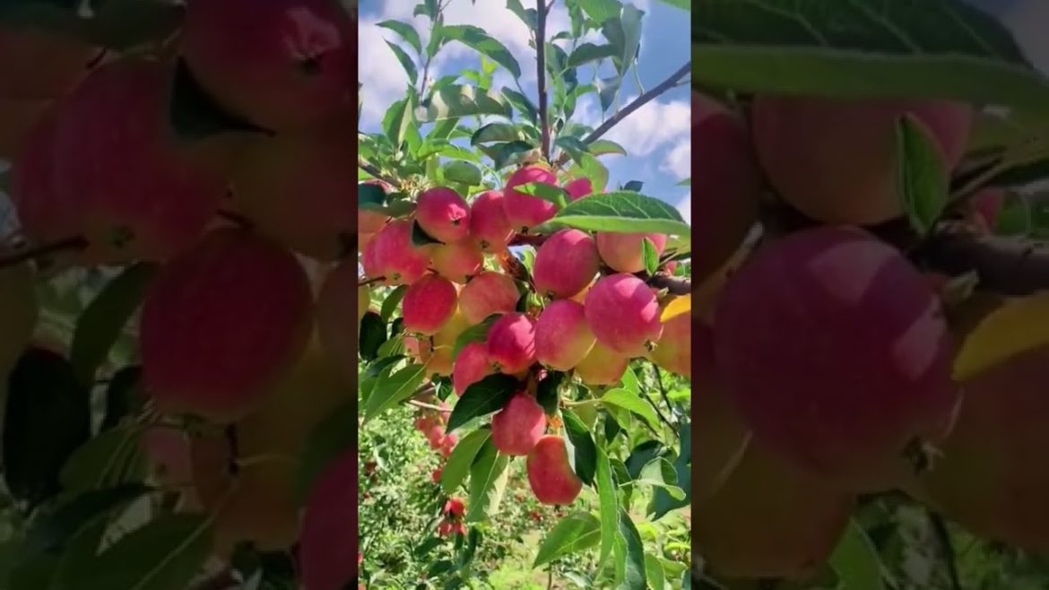 Harvest season Apple #harvest #agriculture #shorts #gardener #fruit #fyp #funny Harvest season Apple #harvest #agriculture #shorts #gardener #fruit #fyp #funny