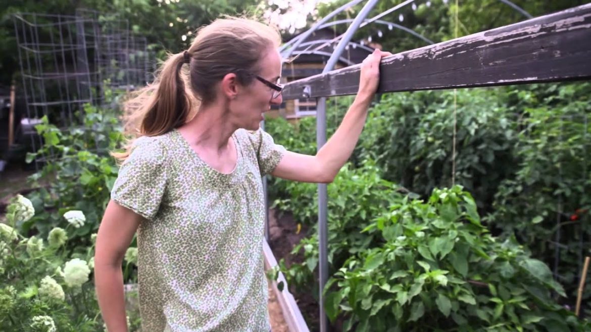 Home Gardening Tips: Tomatoes, Eggplants, Basil, and Dewberries. Home Gardening Tips: Tomatoes, Eggplants, Basil, and Dewberries.