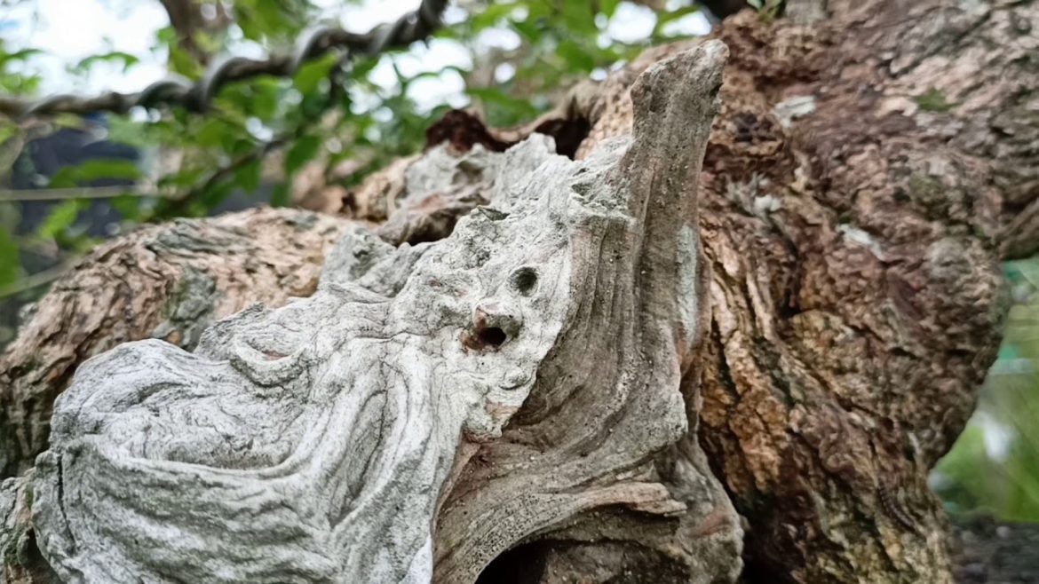 A visit to Rey's Bonsai Garden and Landscaping Supplies A visit to Rey's Bonsai Garden and Landscaping Supplies