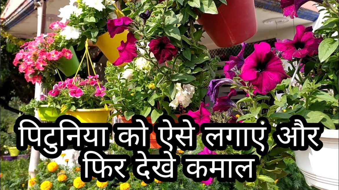 Petunia the most beautiful flower of winter