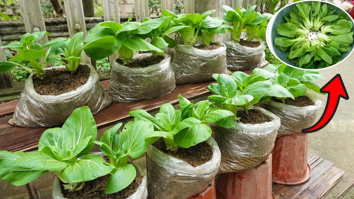 Great Idea, Turn old wall into green vegetable garden for family