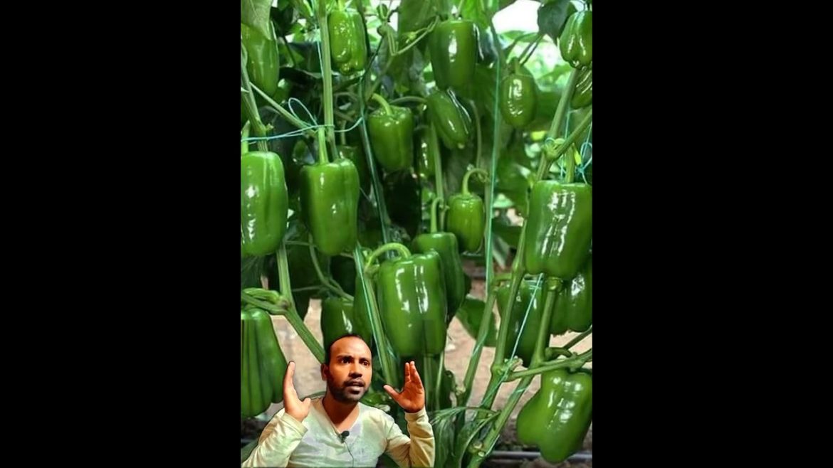 कम जगहों में बड़े पैमाने पर ऊपज 😱 /politics and crypto facts #youtubeshorts #shorts #farming