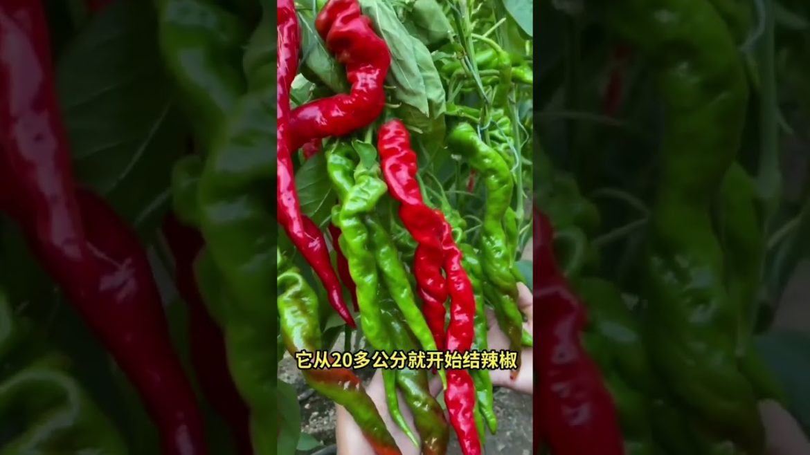 Life style garden vlog| idea sharing vegetalbe Life style garden vlog| idea sharing vegetalbe