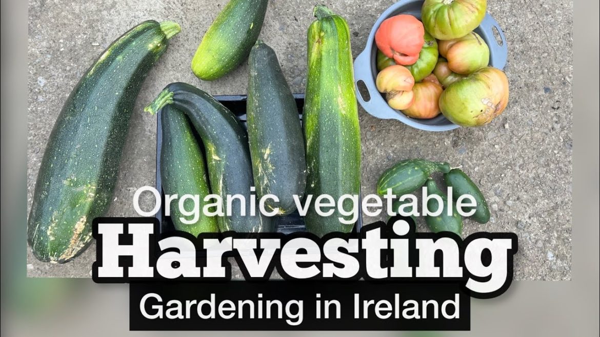 Vegetable’s harvesting | kitchen gardening | vlog | Ireland |@littleKuku