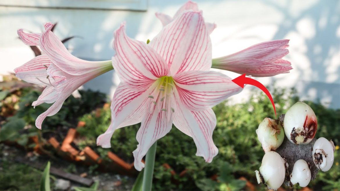 Growing Hippeastrum In Soil By Garden Tips.