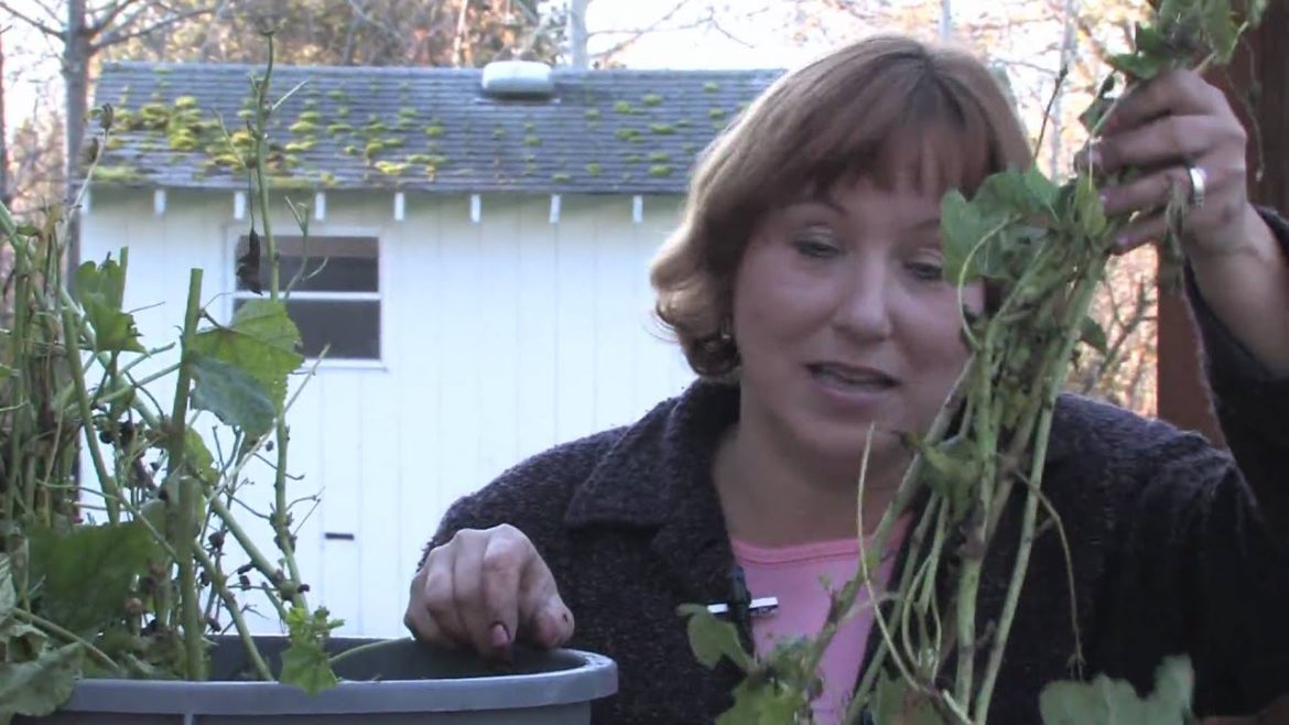 Gardening Tips : Transplanting Hollyhocks Gardening Tips : Transplanting Hollyhocks
