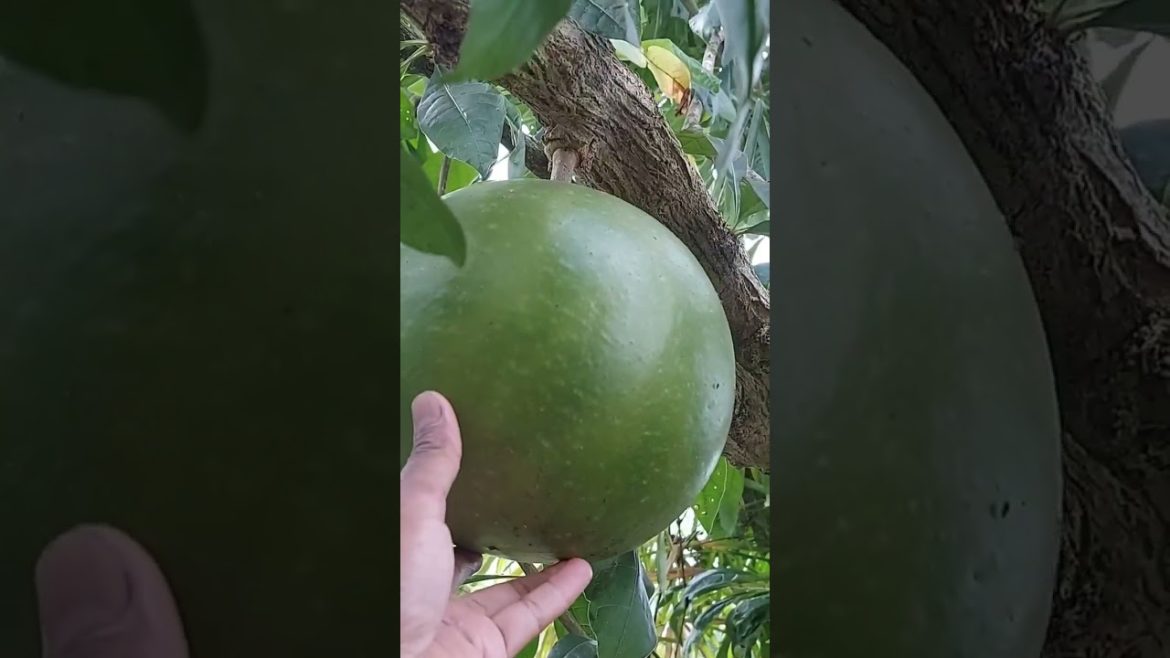 IS THIS EDIBLE FRUIT?? #satisfying #fruit #shorts