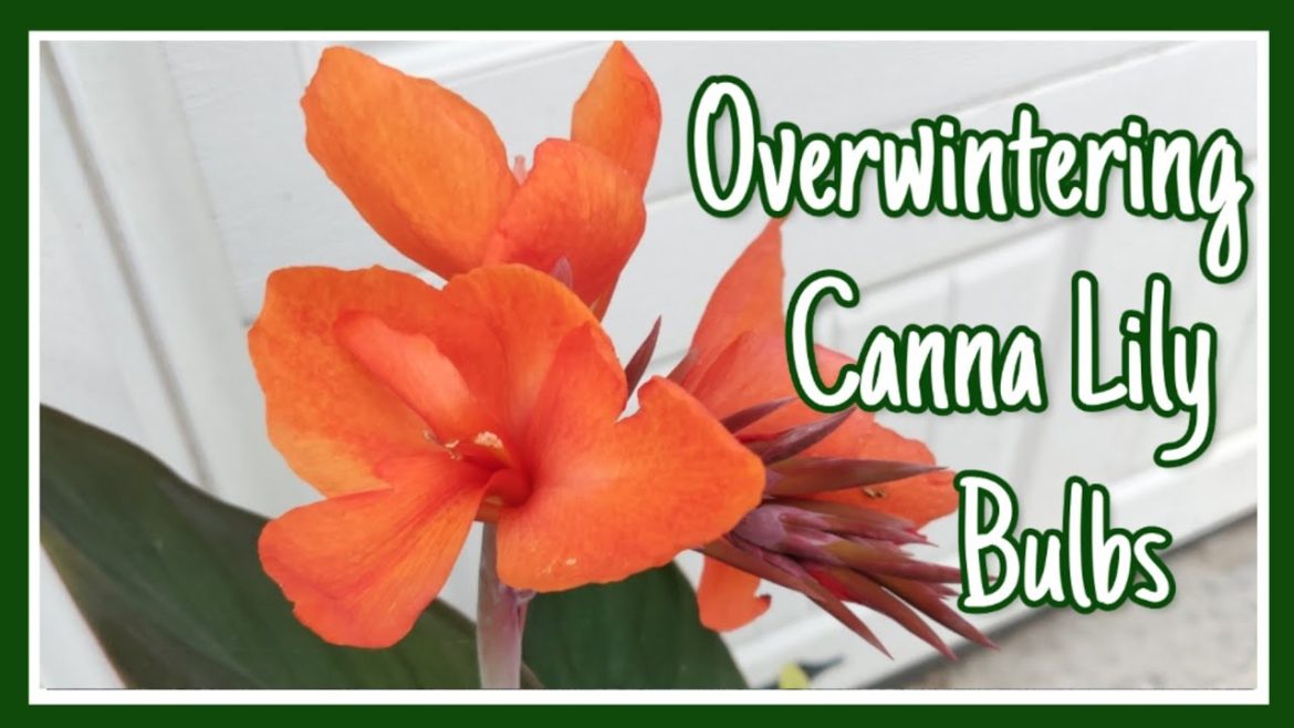 Overwintering My Cannas🍃|| Container Gardening|| Kreatyve Laydiiee
