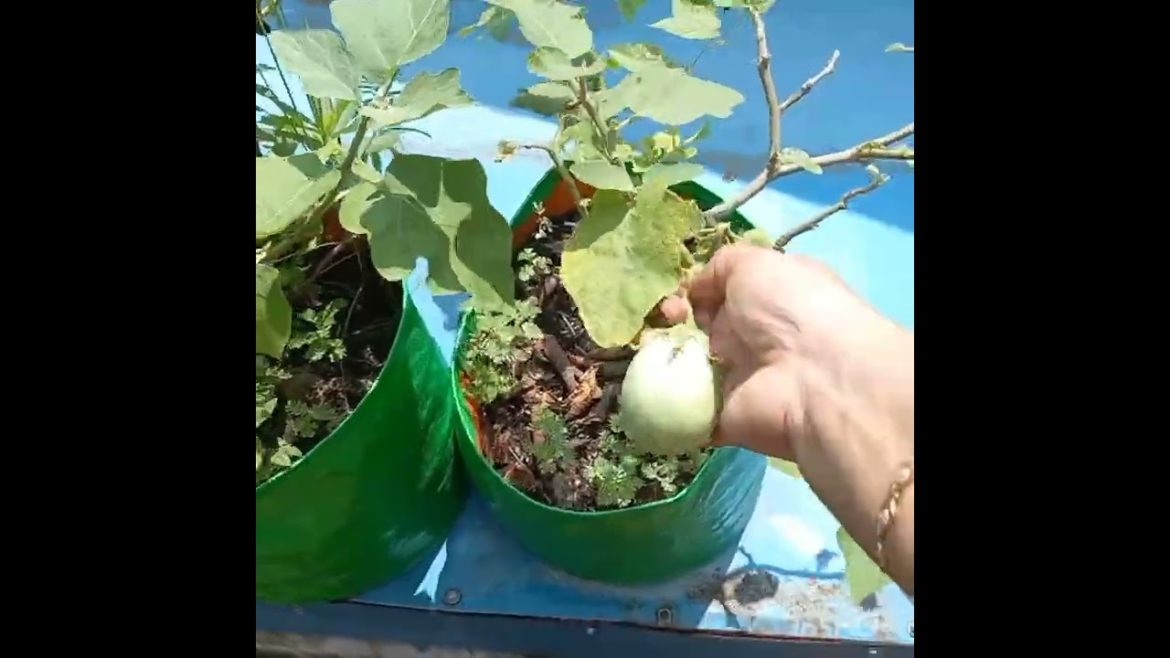 Terrace garden vegetables🌺🪴