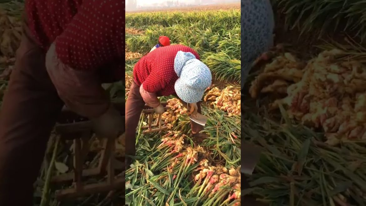 Ginger harvest season #shorts #harvest #agriculture