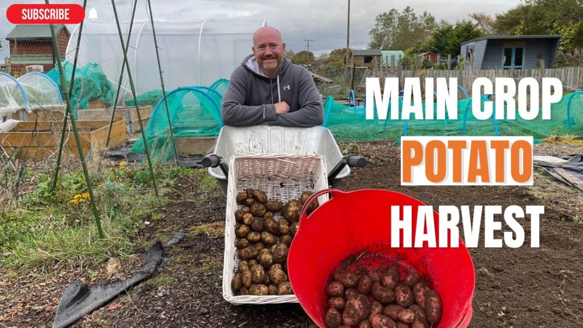 Main Crop Potato Harvest | Potatoes in Trenches | Potatoes| Mark's Allotment Plot Main Crop Potato Harvest | Potatoes in Trenches | Potatoes| Mark's Allotment Plot
