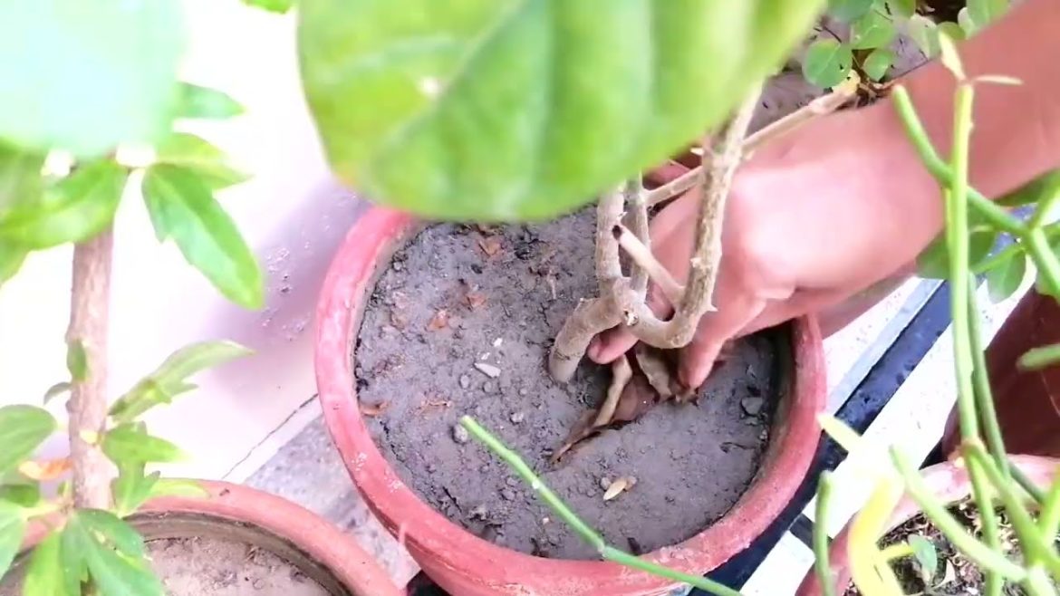 PART 2 - VERY SATISFYING !! GARDEN CLEANING DAY #video #trending #cleaning #cleaningtips #viralvideo