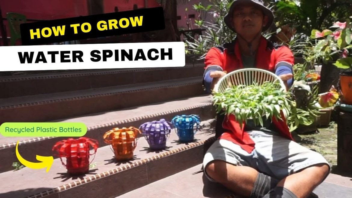 How to grow Water Spinach Using Recycled Plastic Bottle – Garden Ideas How to grow Water Spinach Using Recycled Plastic Bottle - Garden Ideas