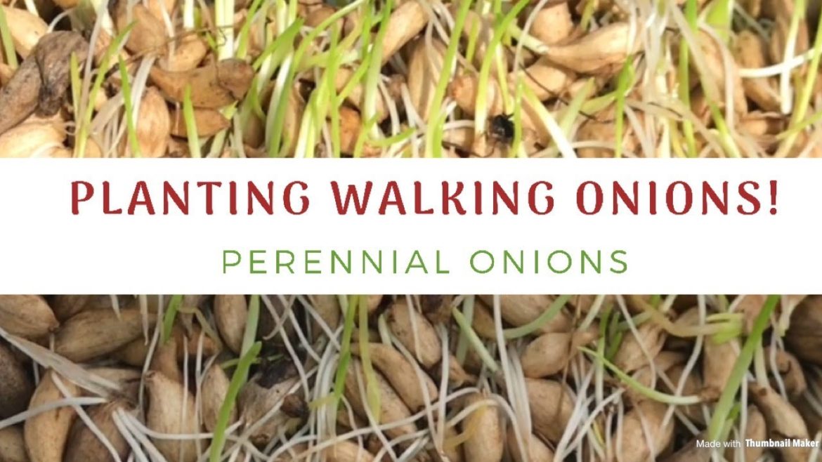 How To Plant Walking Onions! 💚 Easy Gardening Tips