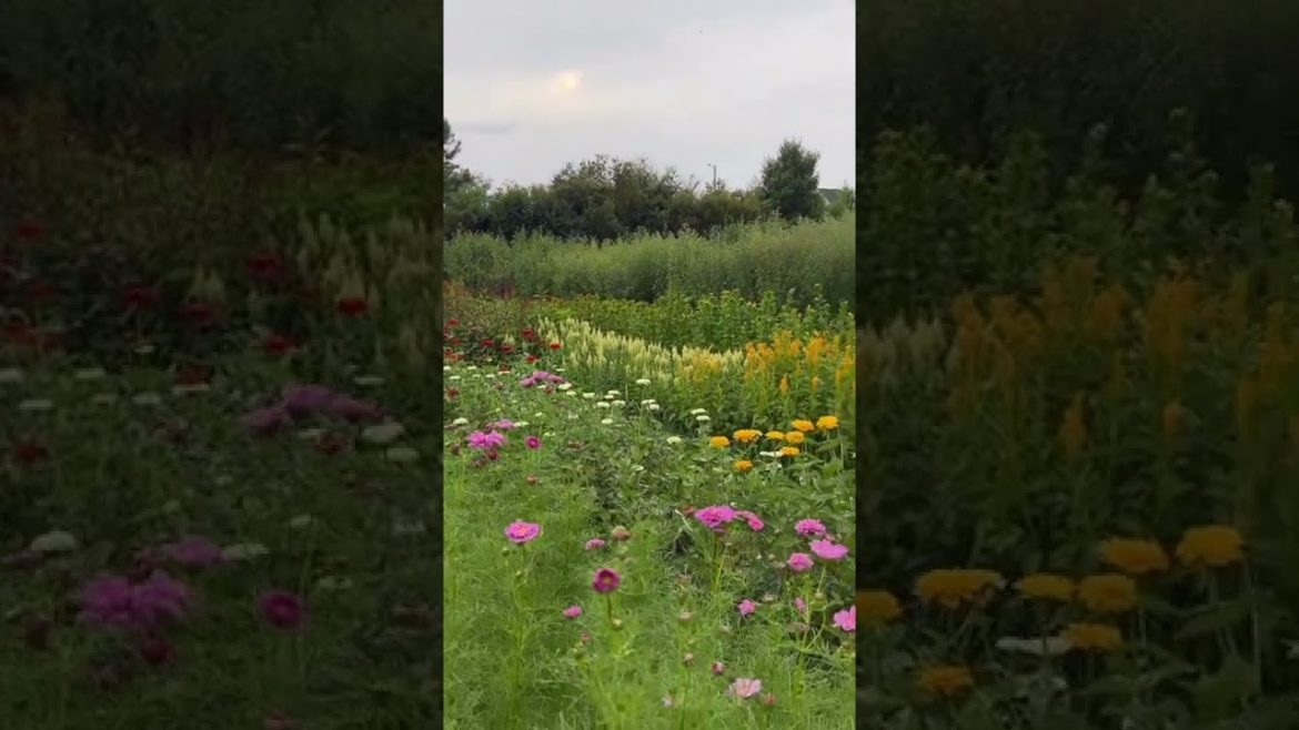 Miss summer flowers already as they fade away. Miss summer flowers already as they fade away.