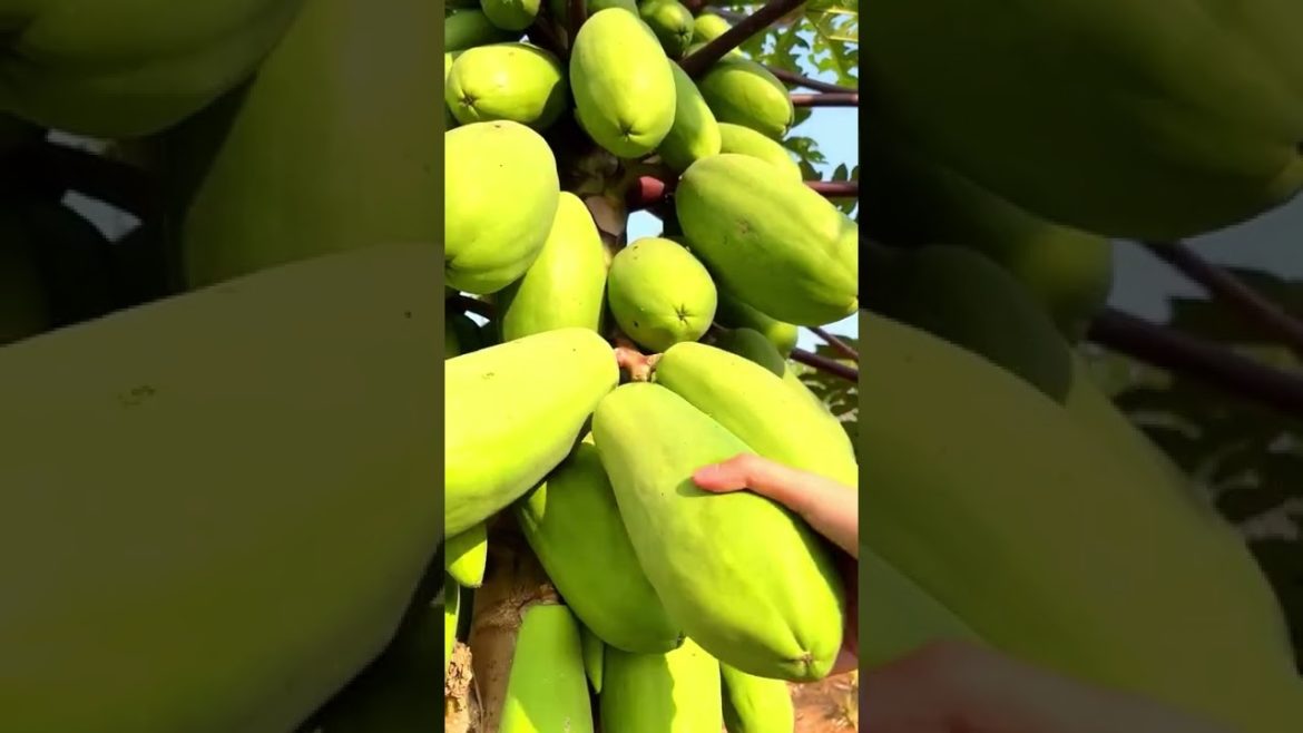 Dream fruit garden and satisfying picking fruit video Dream fruit garden and satisfying picking fruit video