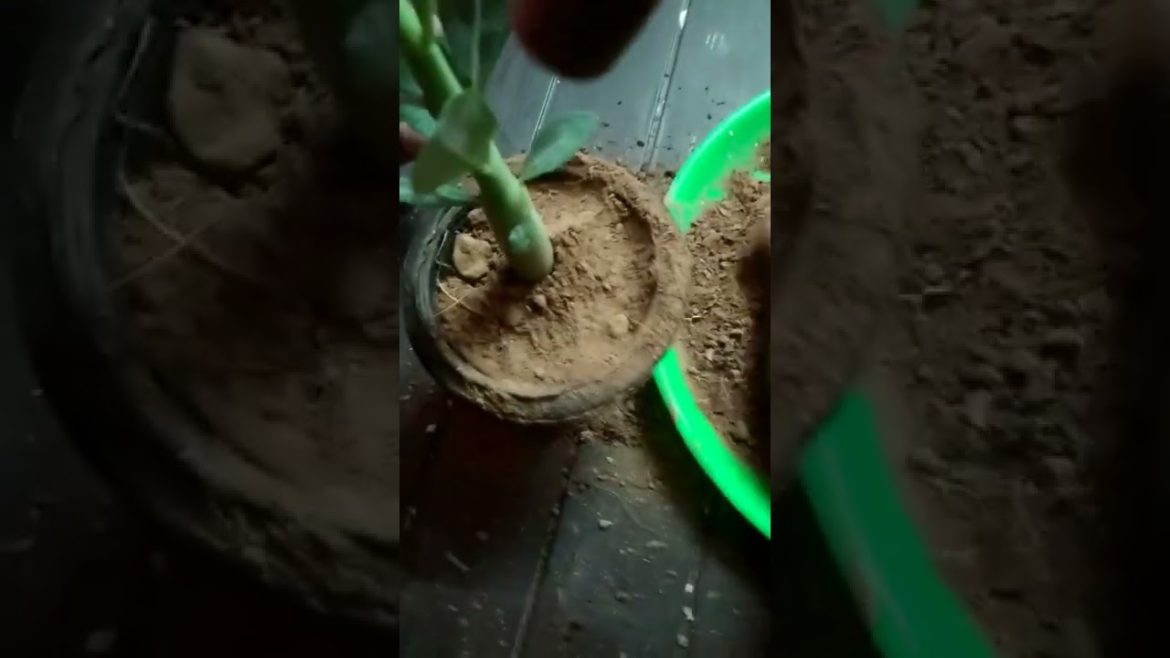 Adenium Plant | Adenium Bonsai | Vikas Gardening | #adenium #shorts Adenium Plant | Adenium Bonsai | Vikas Gardening | #adenium #shorts