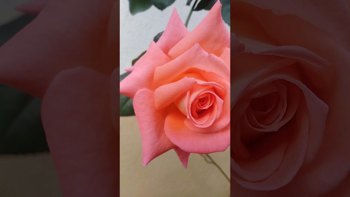 Orange Rose | flowers| Garden tips#Shorts