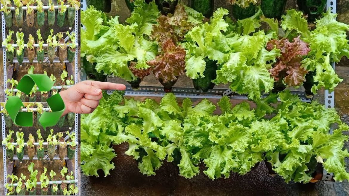 Make a vegetable garden out of recycled materials