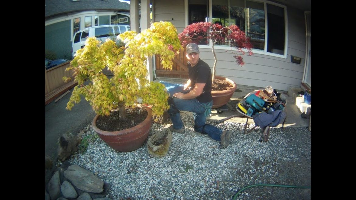 Front Yard Landscaping 7