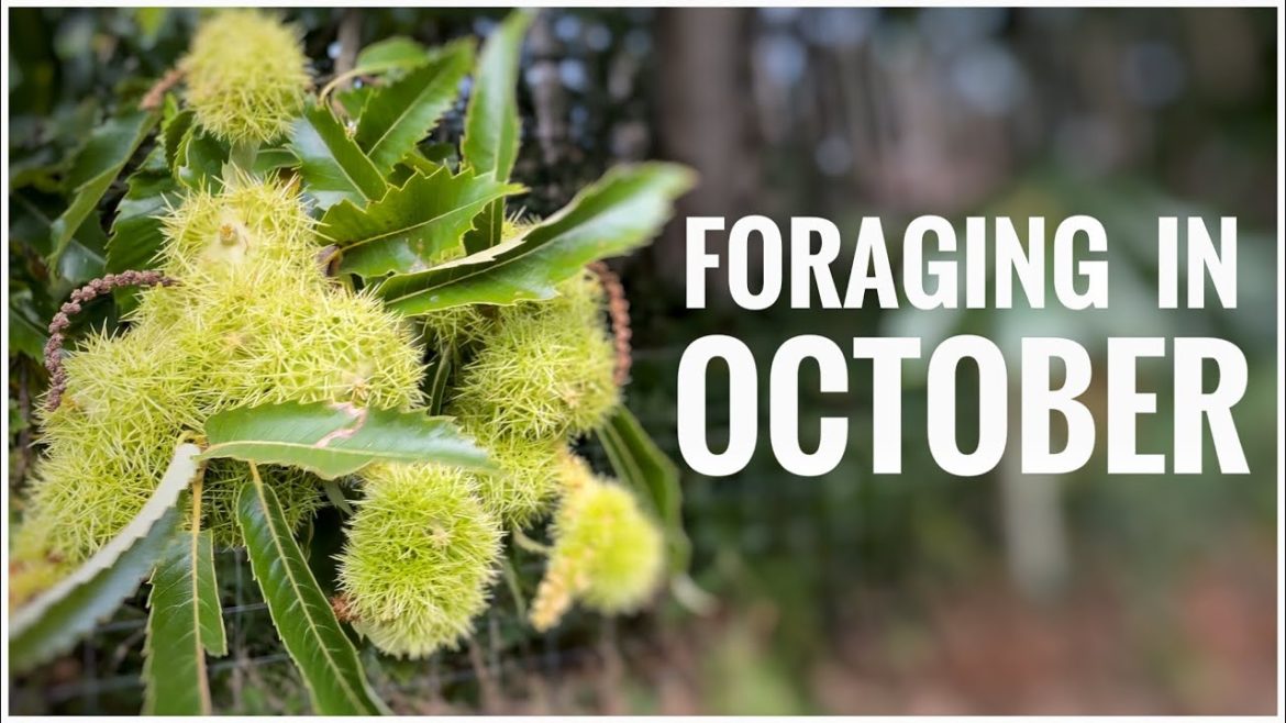 Foraging in October - UK Wildcrafts Foraging Calendar (Part 3 of 3)