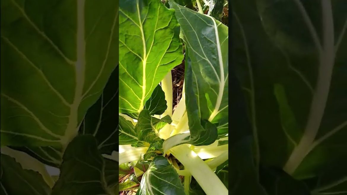 Fall Vegetable Garden Tour 2022  #shorts Fall Vegetable Garden Tour 2022  #shorts