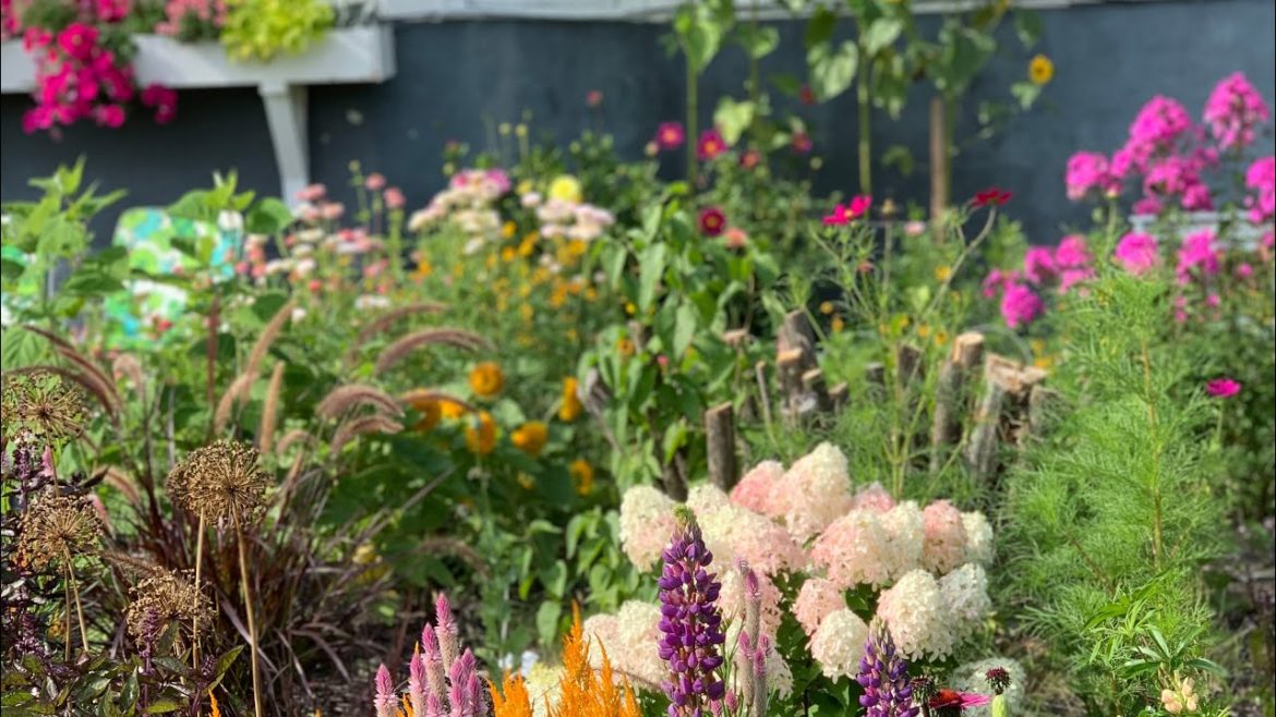 Weekly Front Yard Garden Tour 🌸🌿Zone 4🌿 First Full year of gardening from hydrangeas to zinnias