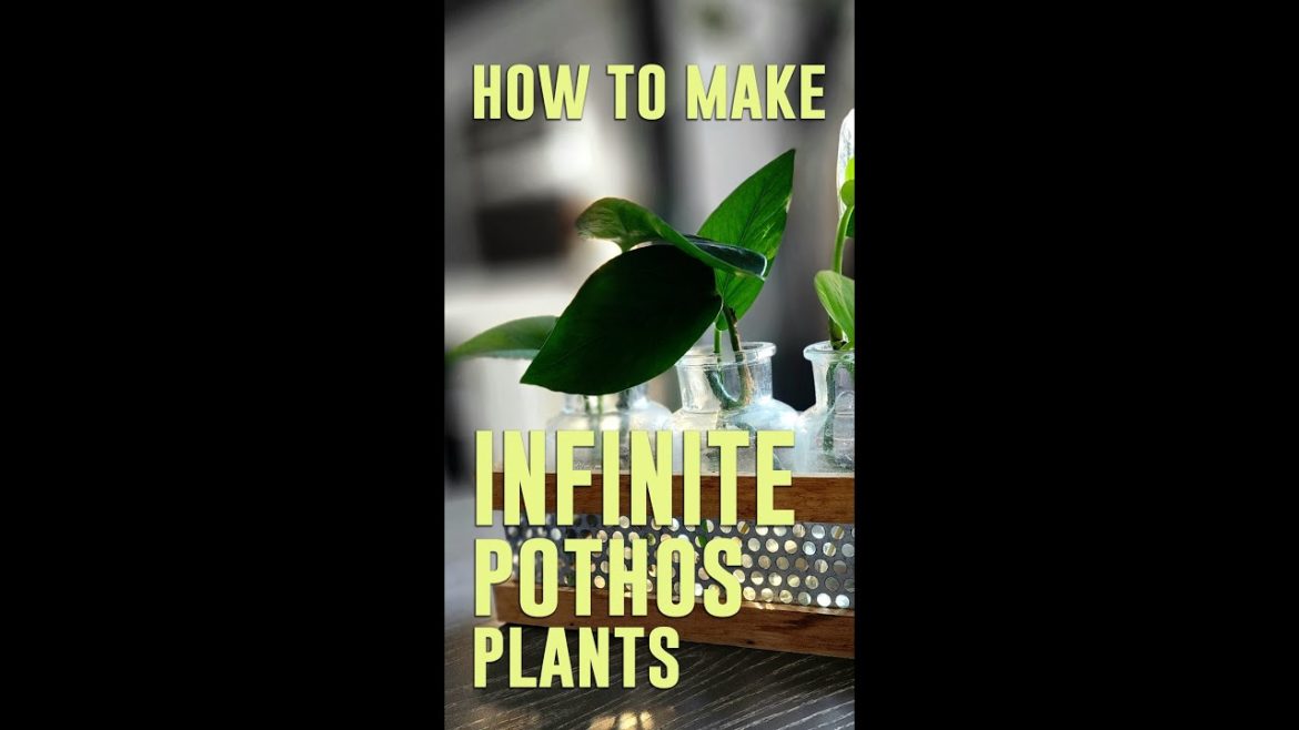 How to get a NEVER ENDING supply of POTHOS Plants! Super easy plant hack. Devil's Ivy Propagation