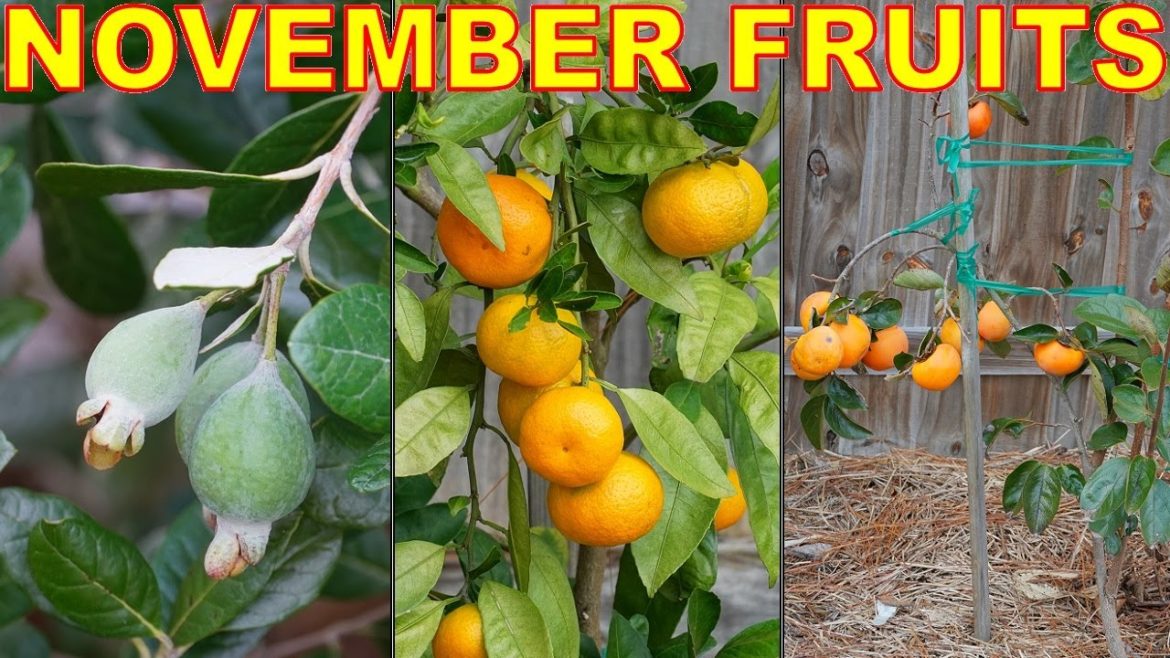 3 Fruit Trees That RIPEN In NOVEMBER To Extend Your Harvests 3 Fruit Trees That RIPEN In NOVEMBER To Extend Your Harvests