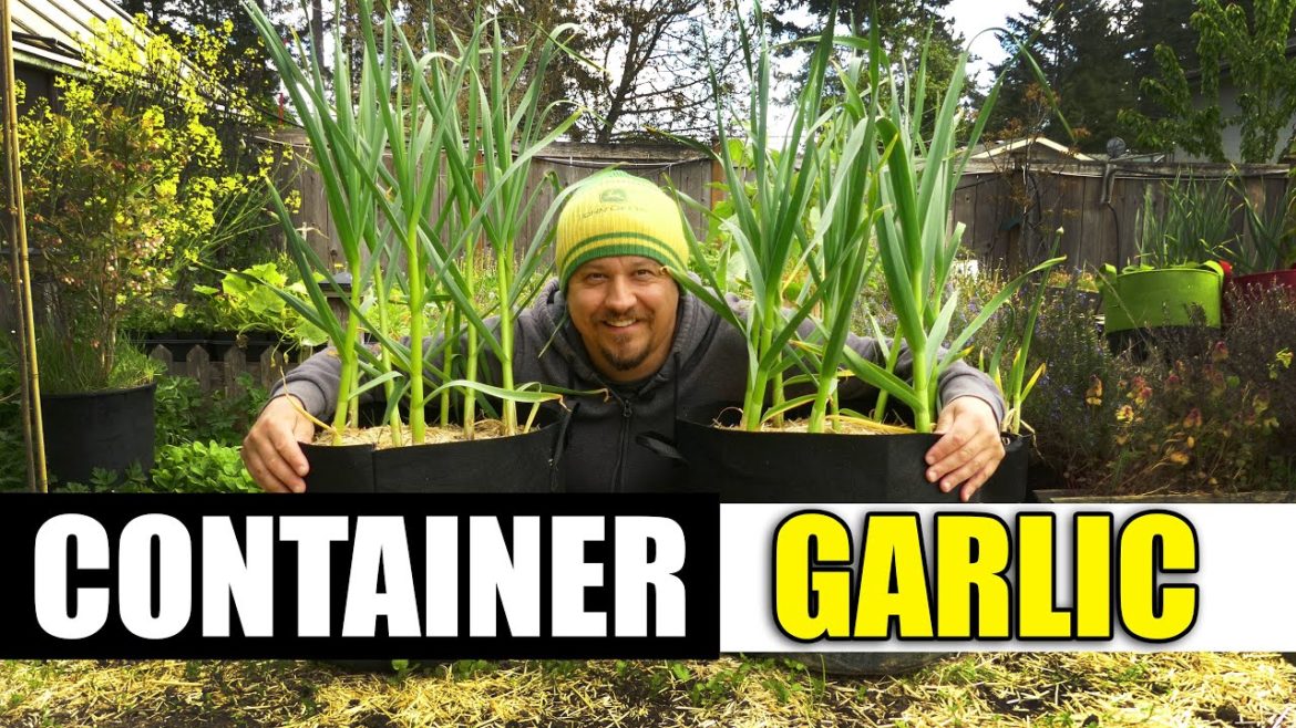 Growing Garlic In Containers - The Definitive Guide