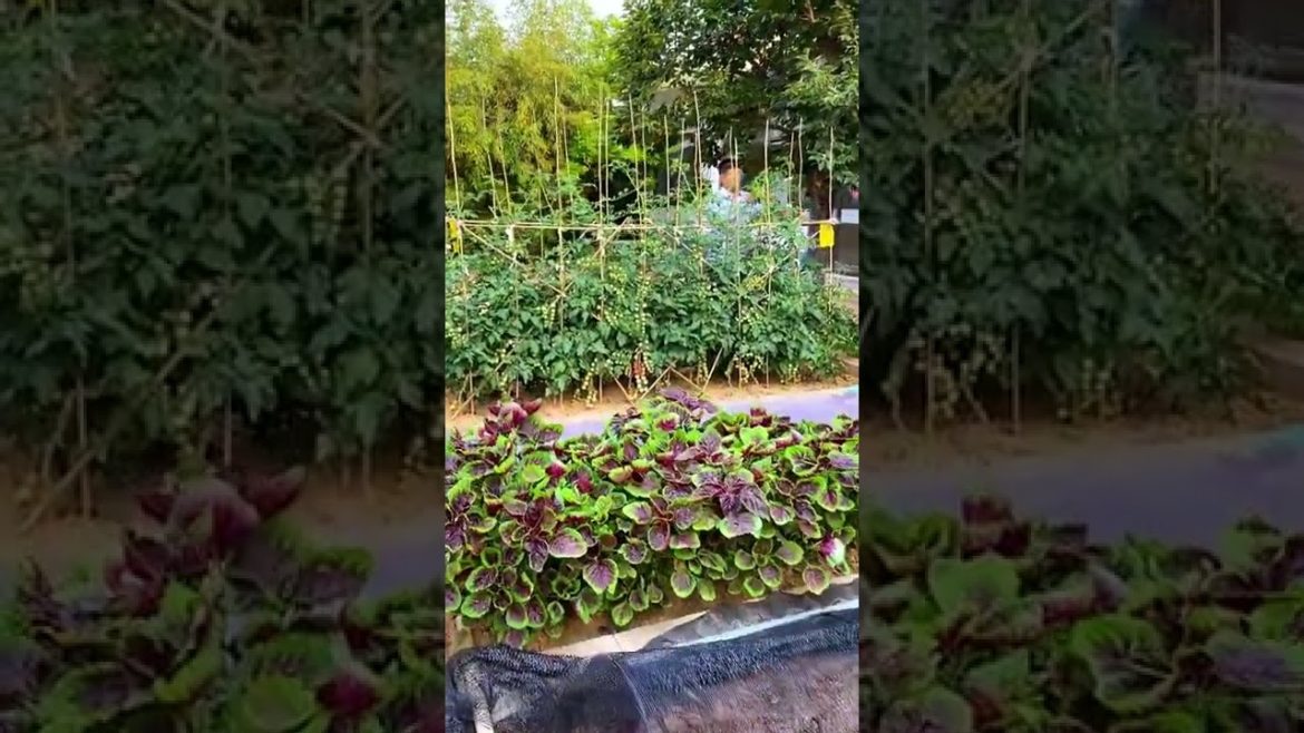 October 2022 Tips for garden at home with me October 2022 Tips for garden at home with me