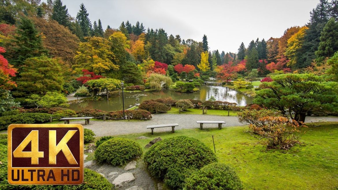 4K Japanese Garden - Nature Relaxation Footage with Autumn Scenery - Video Trailer #9