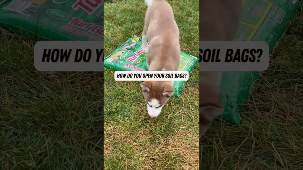 Ways to Open Soil Bags | #shorts #garden #soil #tips Ways to Open Soil Bags | #shorts #garden #soil #tips