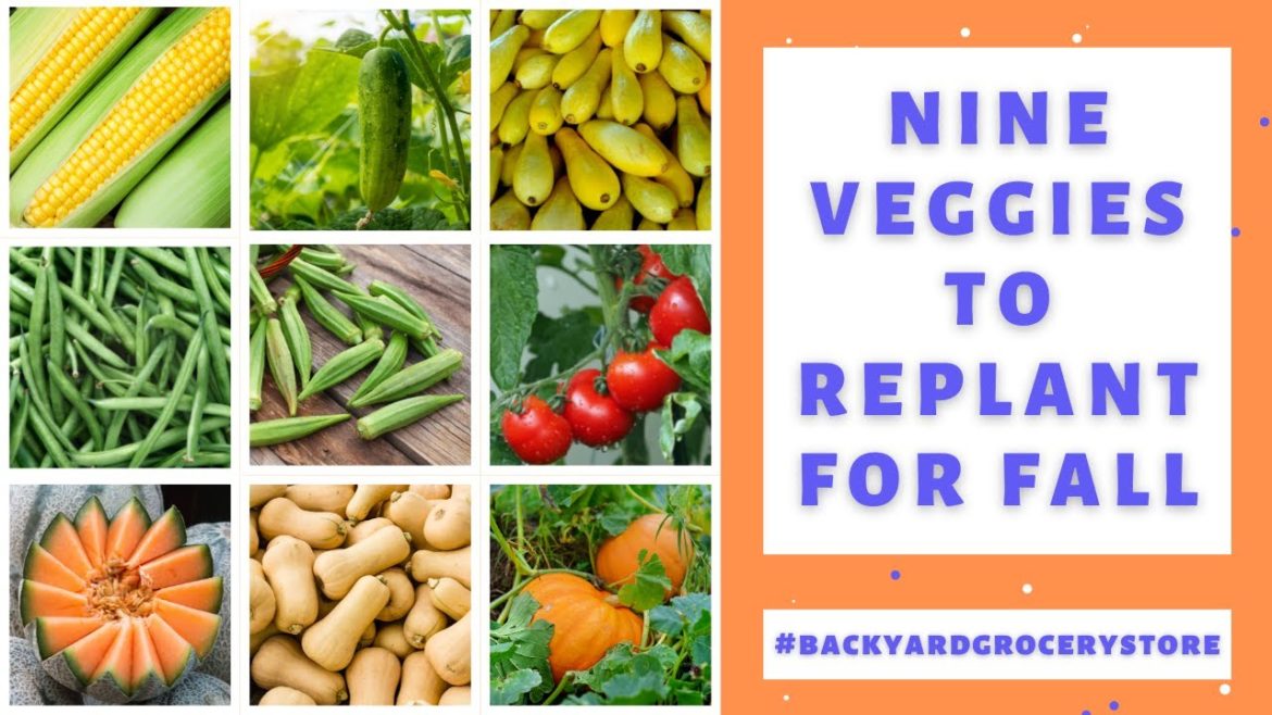 TOP 9 VEGETABLES to Plant in Your Fall Backyard Garden! TOP 9 VEGETABLES to Plant in Your Fall Backyard Garden!