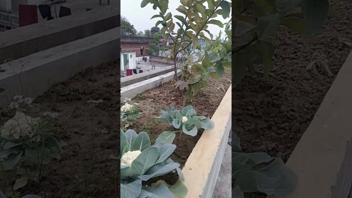 Gobhi Grow Kare Ghar Me | #shorts #ashortsaday | gardening advice | gardener gardening tips