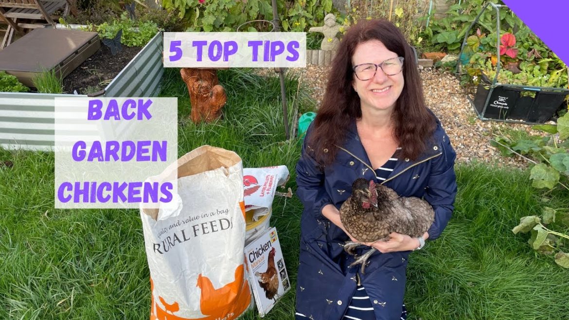 5 Tips For Back Garden Chickens UK