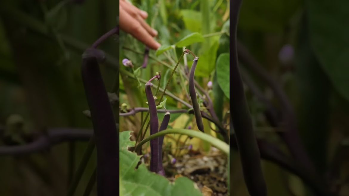 This growing method will give you HUGE harvests every time. #3sistersgarden #gardening
