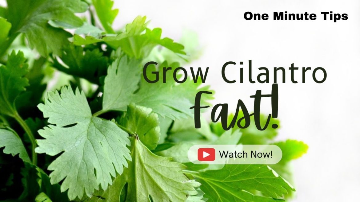 One Minute Tips Garden - How to Grow Cilantro FAST!