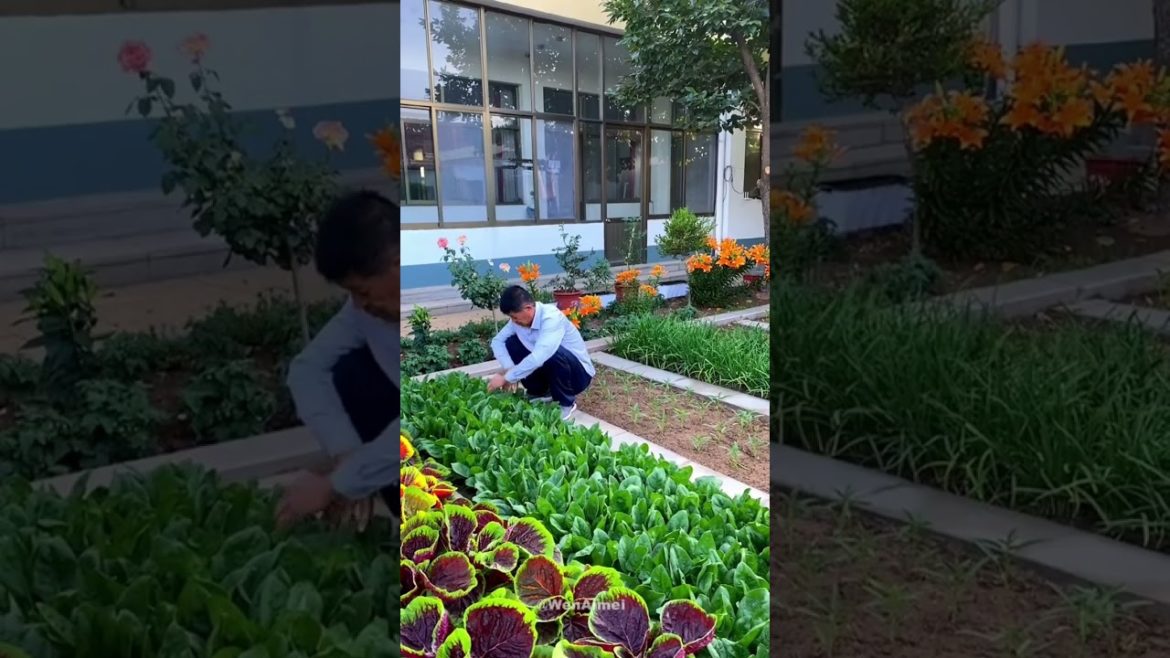 Beautiful Nature with Rural Life #shorts #naturalife #rurallife