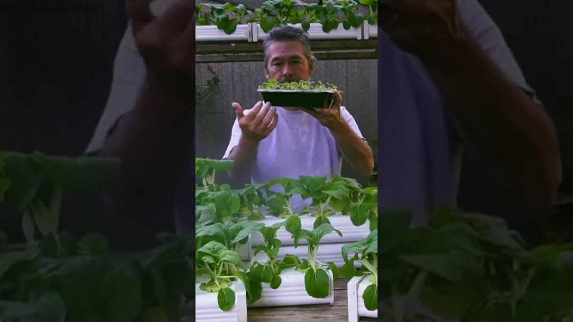 The Importance of Nutrients in Hydroponics Day 24