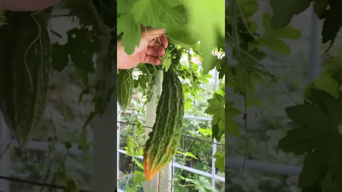 Pink Bitter Melon #plants #gardening #growing #gardening #garden Pink Bitter Melon #plants #gardening #growing #gardening #garden